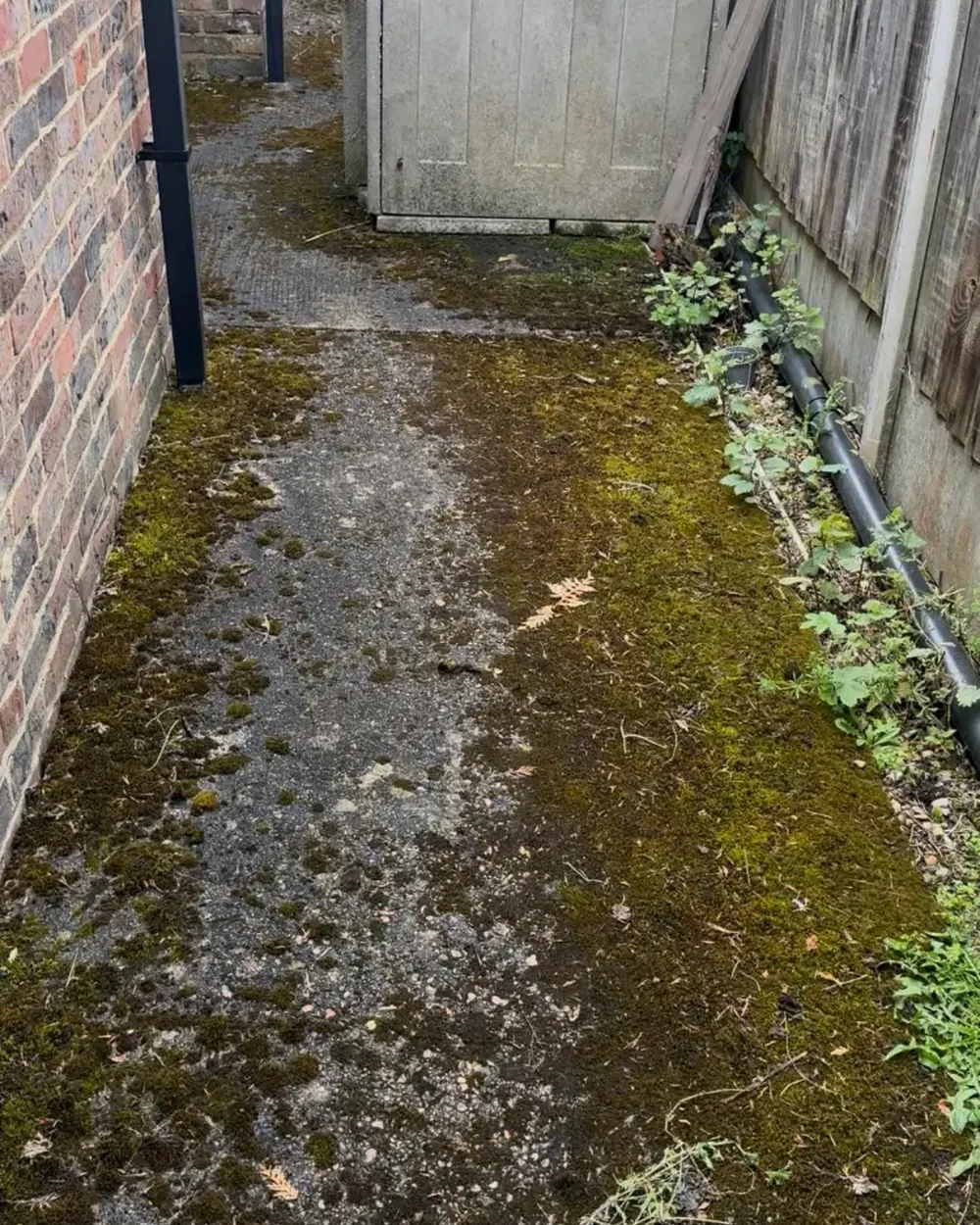 Narrow side access path buried under thick moss and weed growth before cleaning