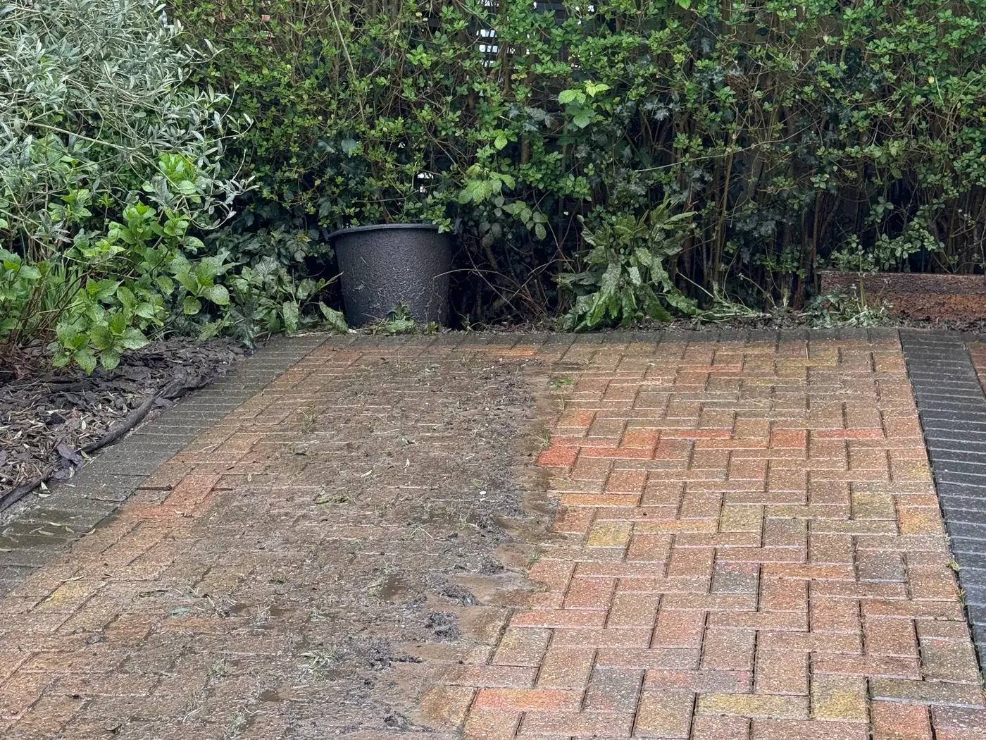 Block paving driveway heavily soiled with moss and algae before cleaning