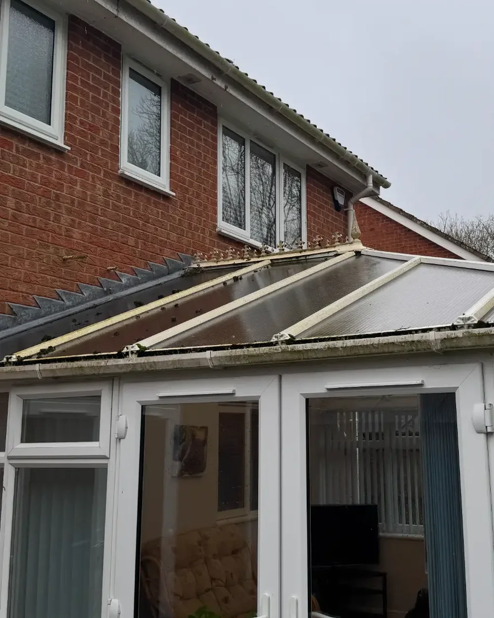 Conservatory roof and frames green with algae and moss before cleaning